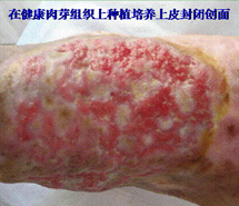 新宝GG—创立事业平台